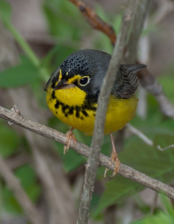 Canada Warbler - ML620689024