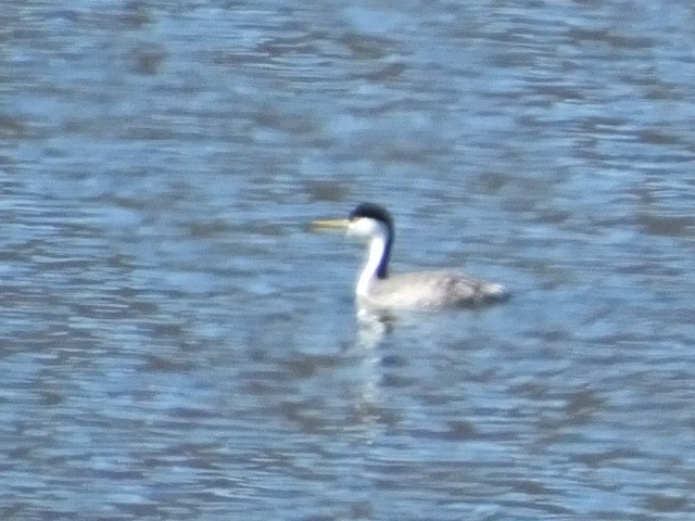 Western Grebe - ML620689030