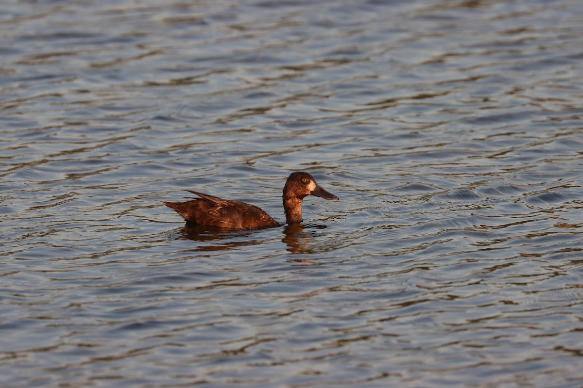 Lesser Scaup - ML620689031