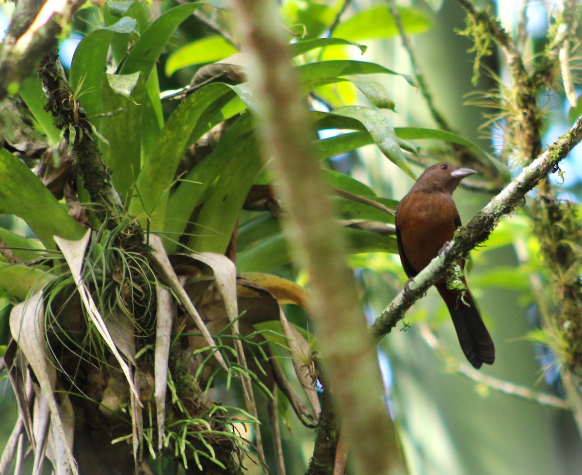 Brazilian Tanager - ML620689032