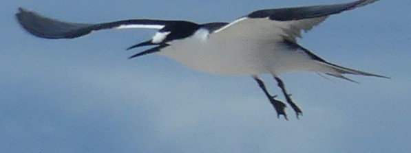 Sooty Tern - ML620689036