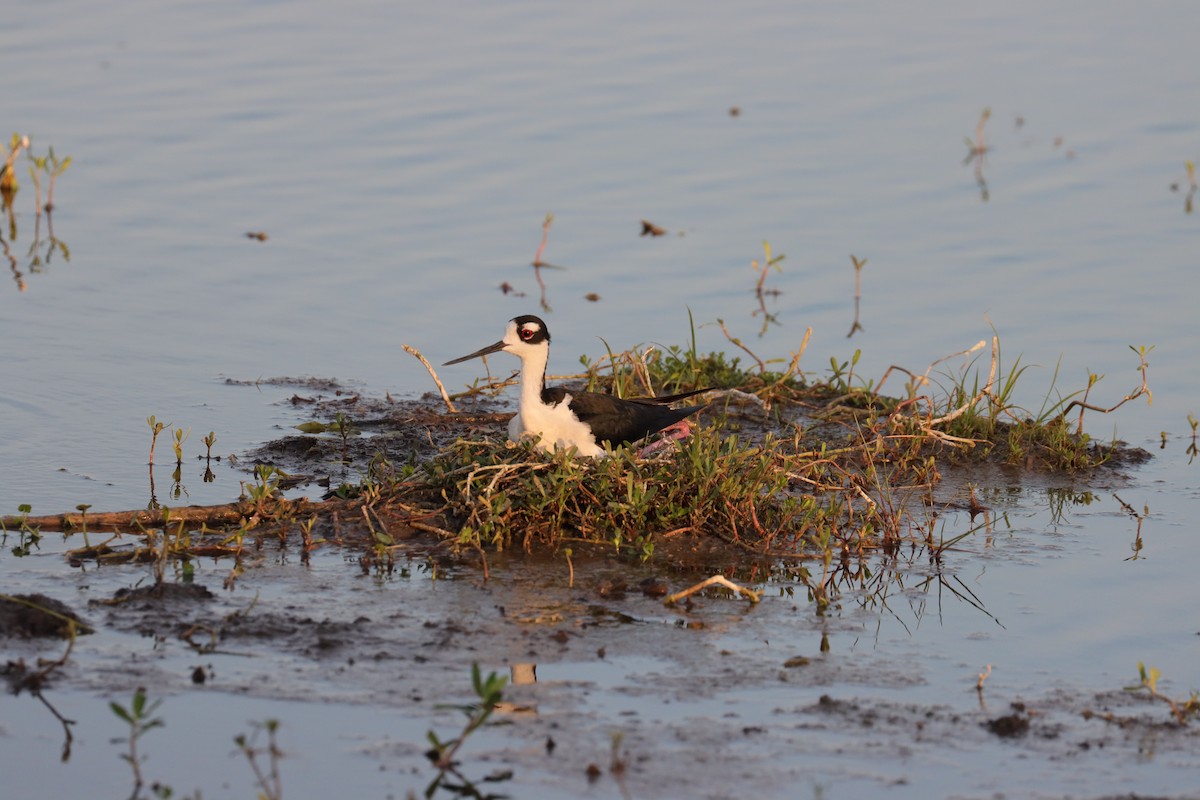 Black-necked Stilt - ML620689041