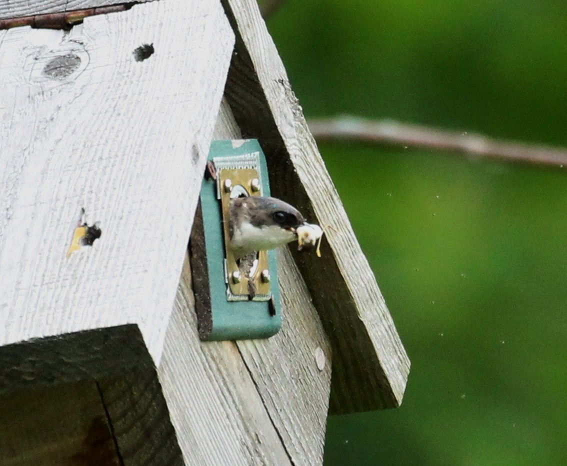 Tree Swallow - ML620689042