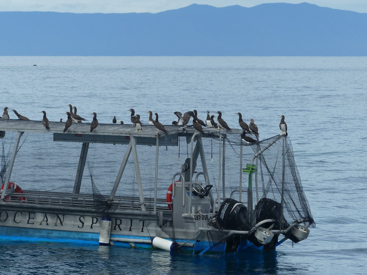 Brown Booby - ML620689044