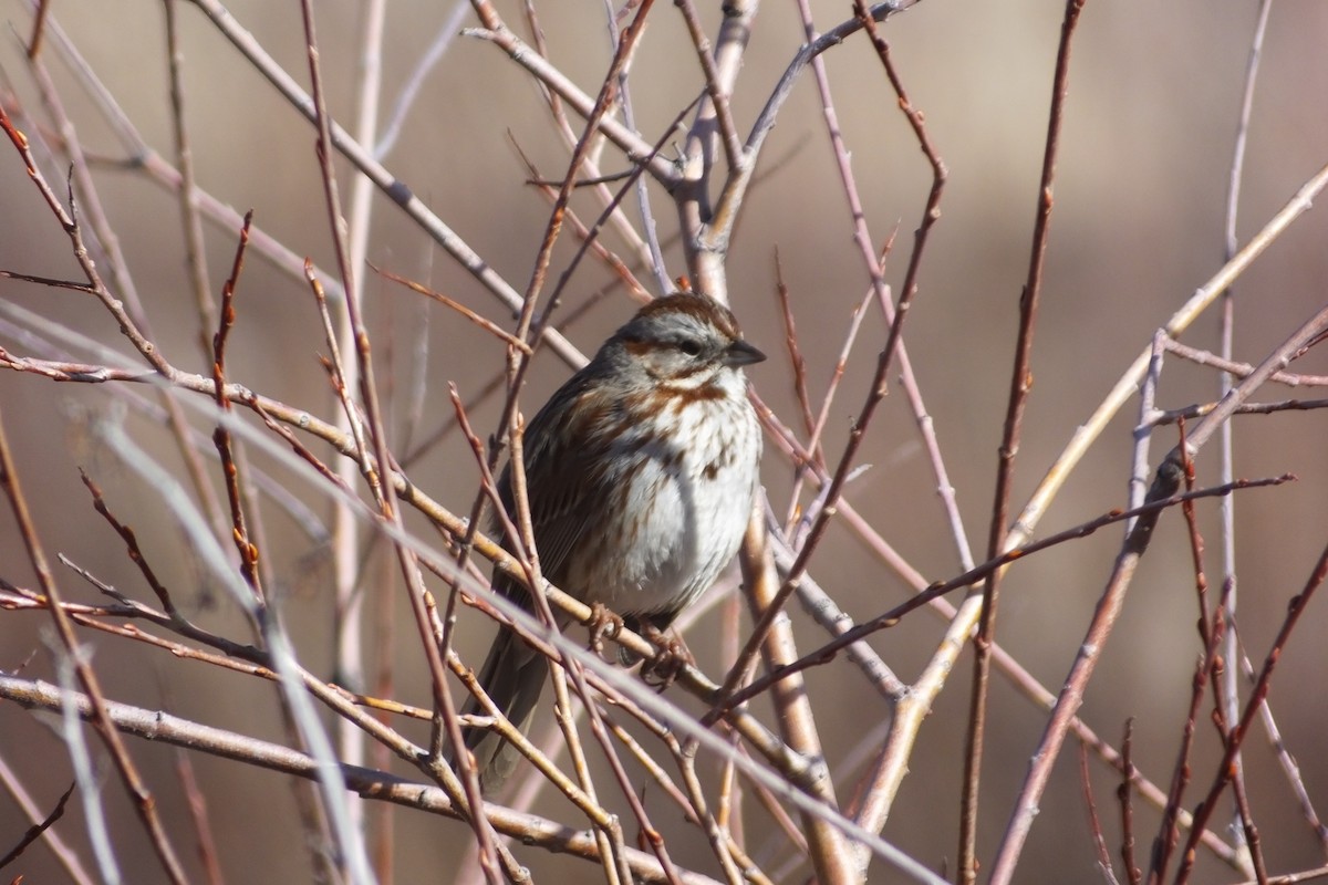 Song Sparrow - ML620689047