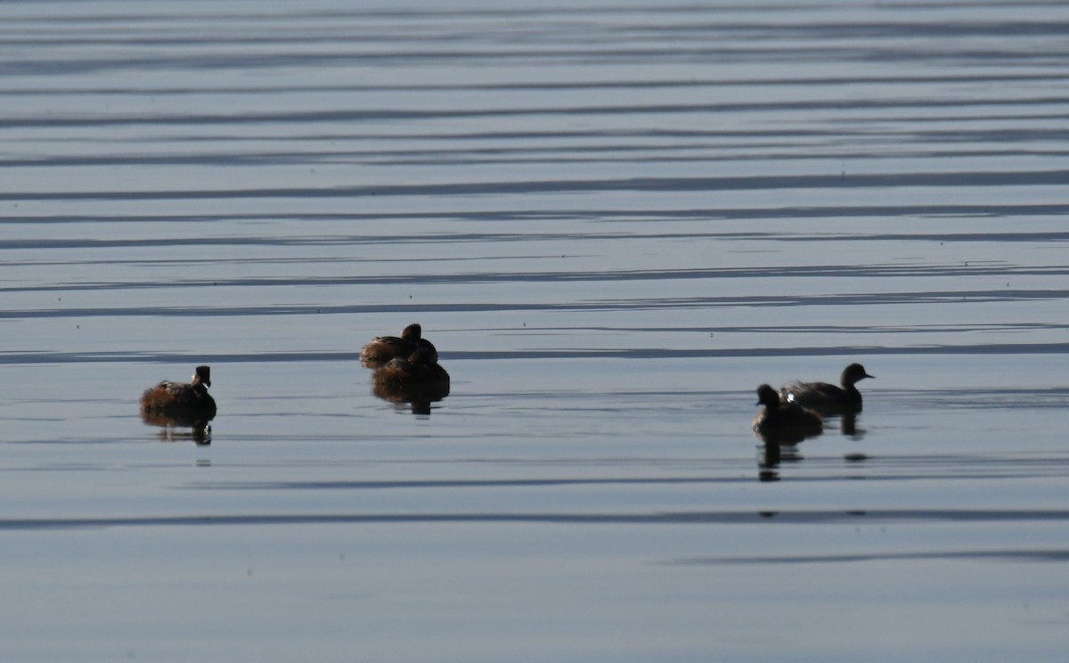 Eared Grebe - Colin Dillingham