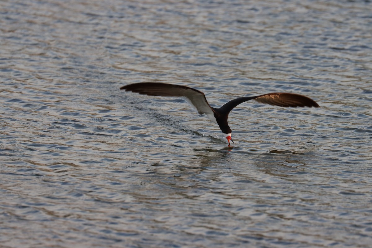 Black Skimmer - ML620689058