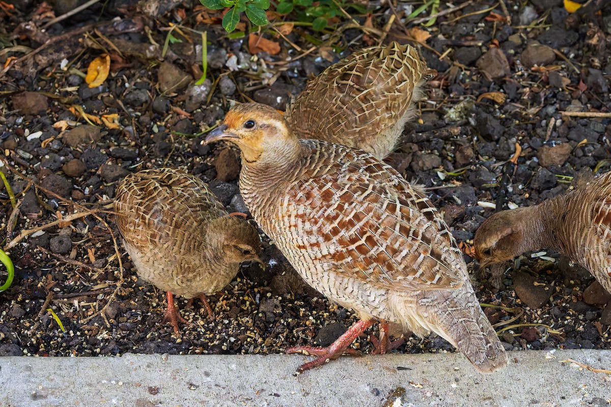 Gray Francolin - ML620689061