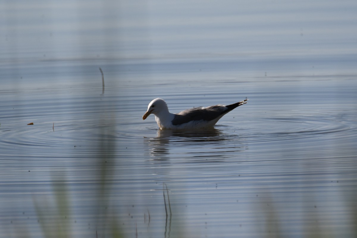 Gaviota Californiana - ML620689068