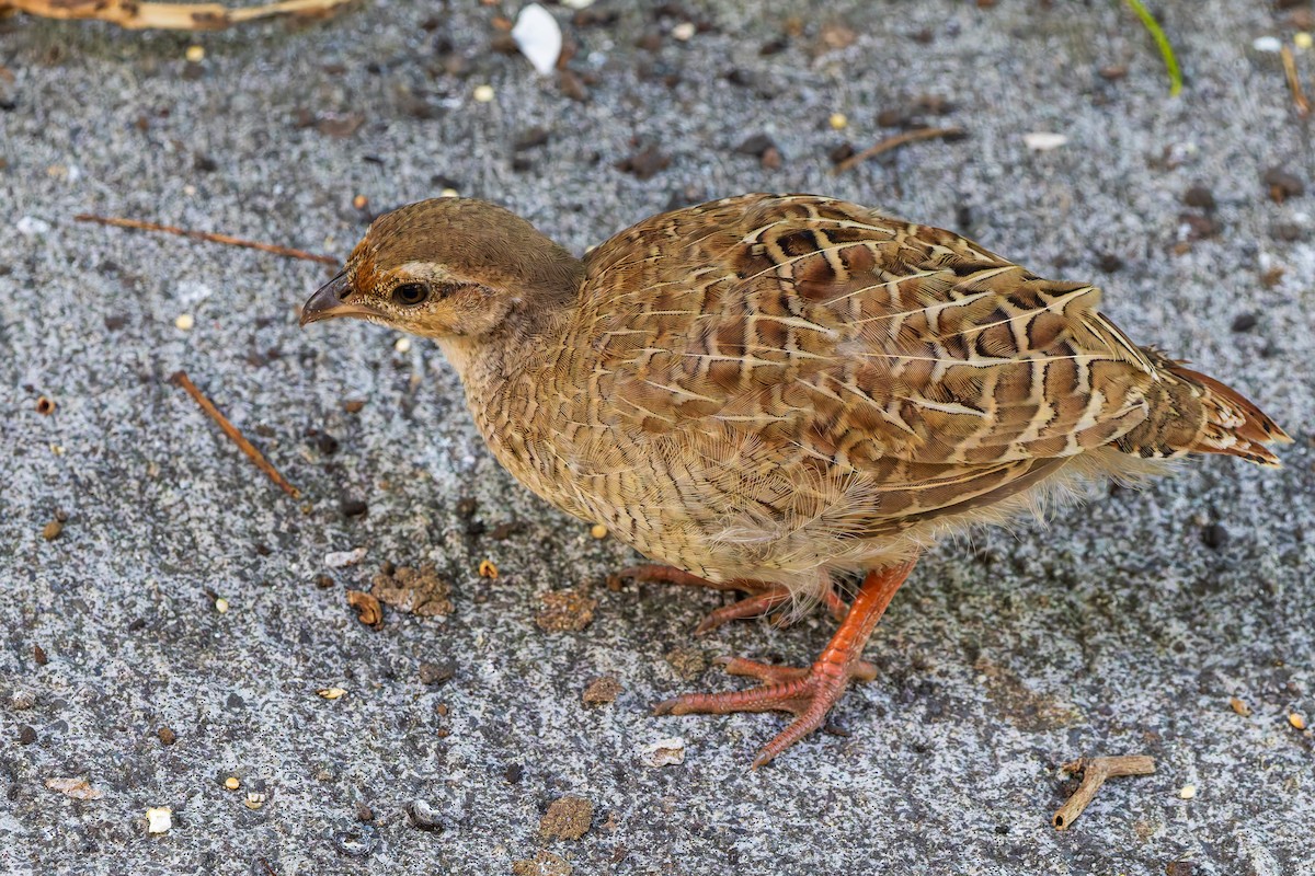 Gray Francolin - ML620689069