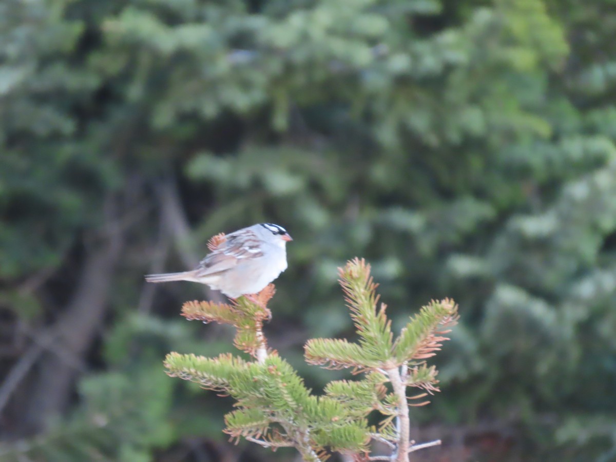 White-crowned Sparrow - ML620689071