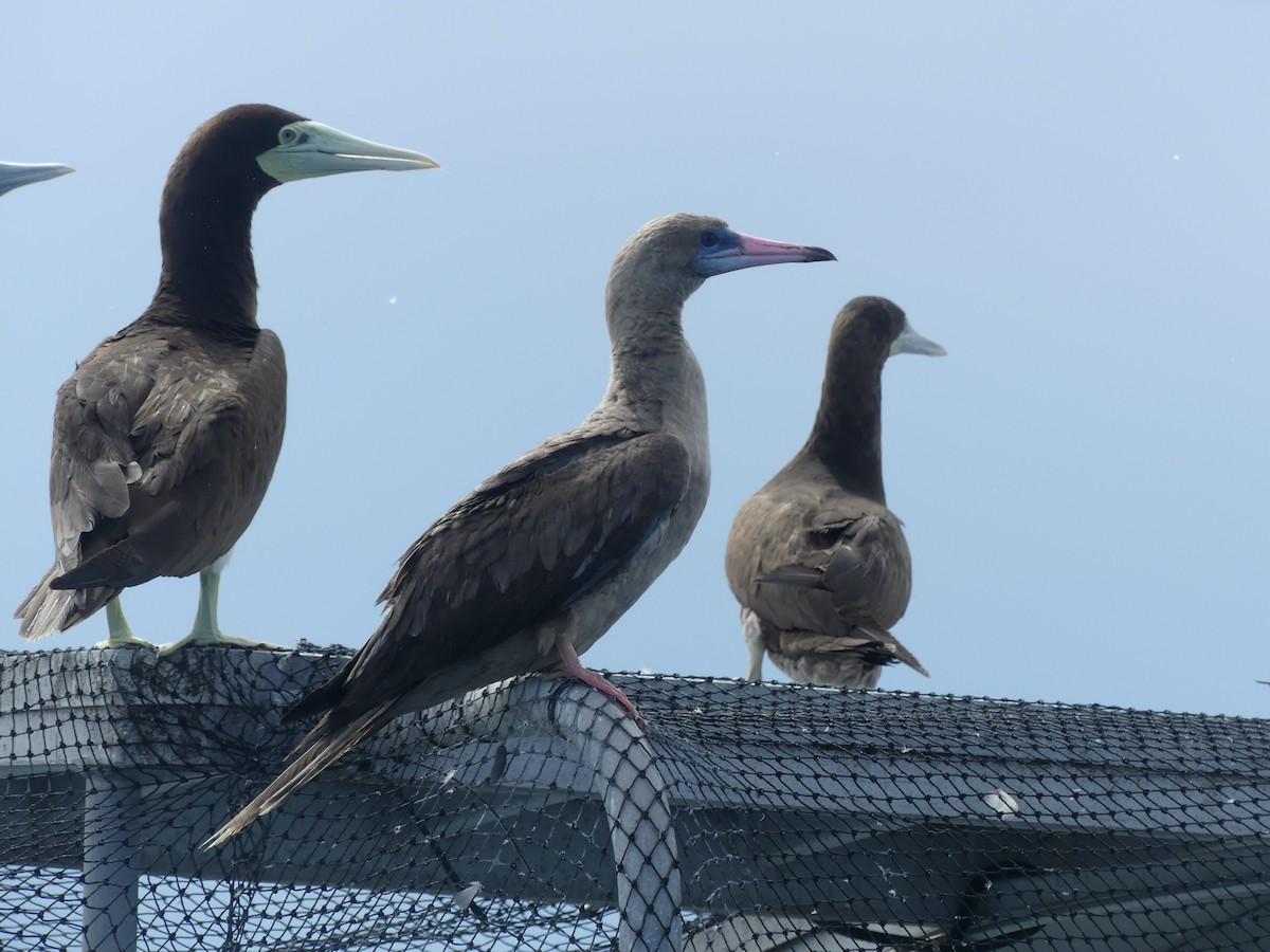 Red-footed Booby - ML620689072