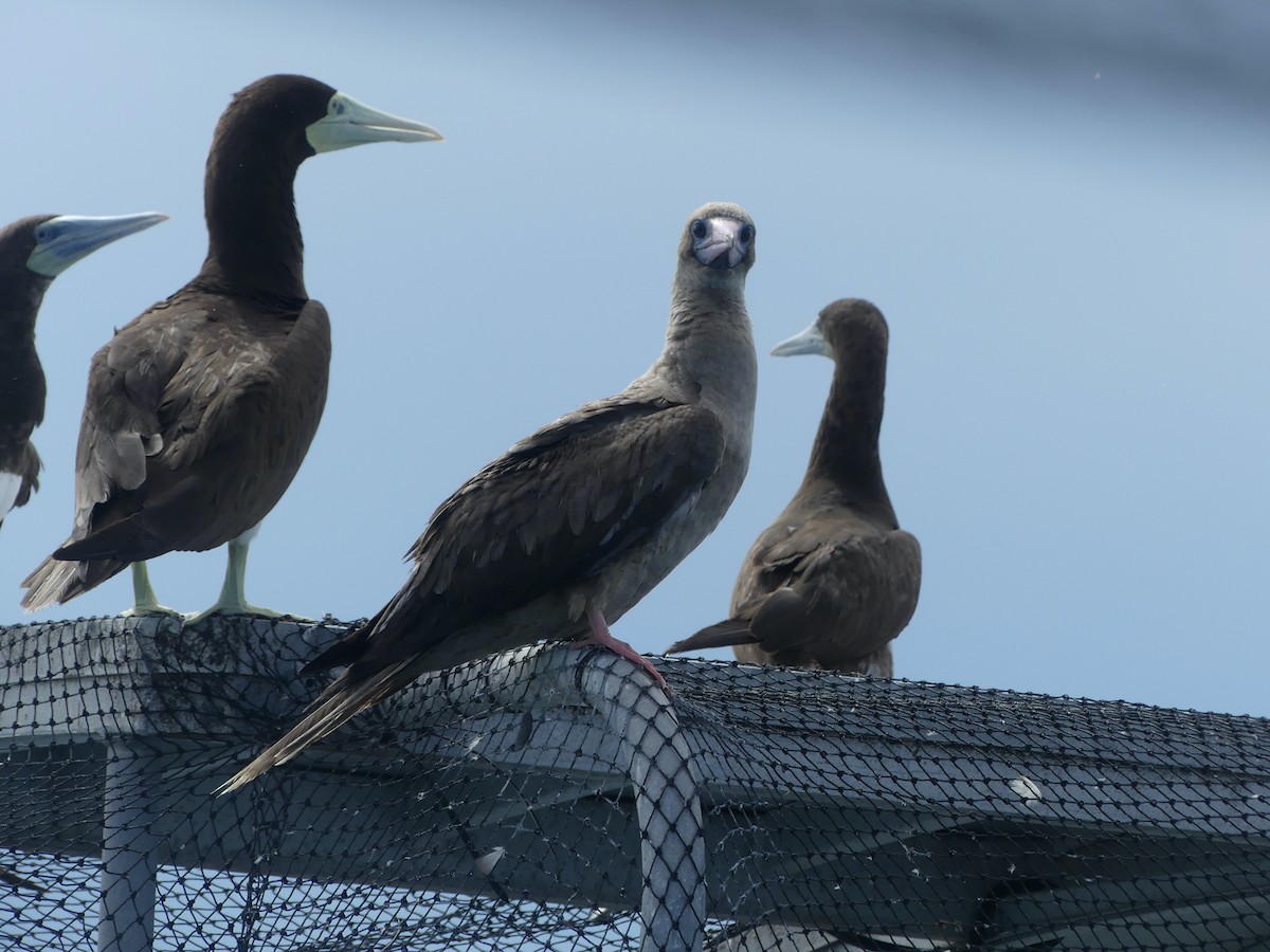 Red-footed Booby - ML620689073