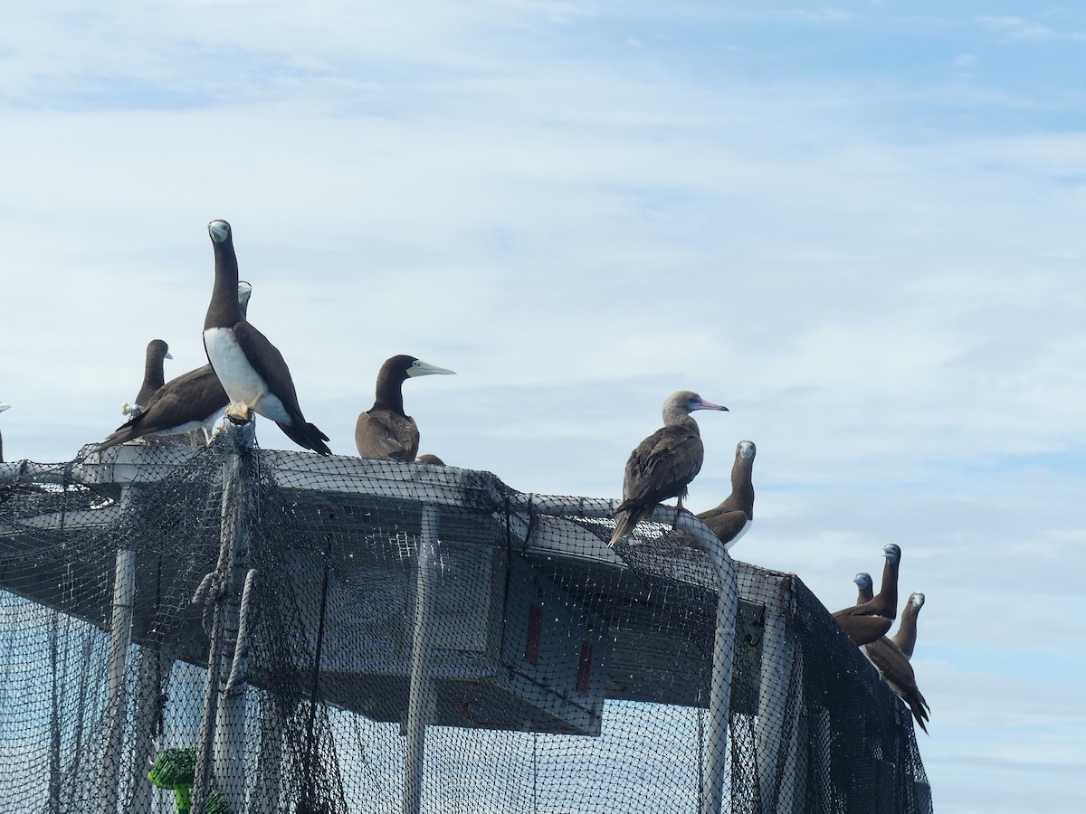 Red-footed Booby - ML620689074