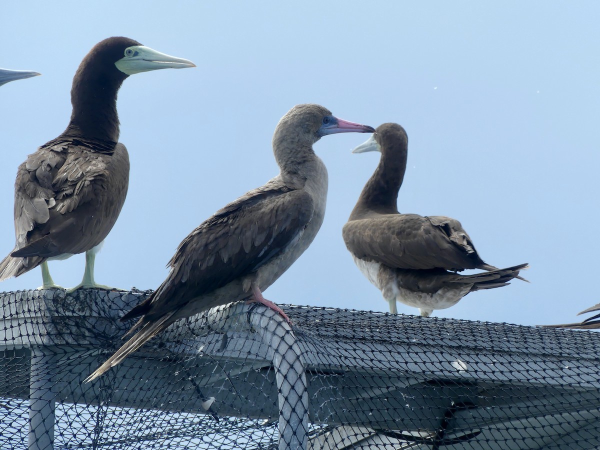 Red-footed Booby - ML620689075