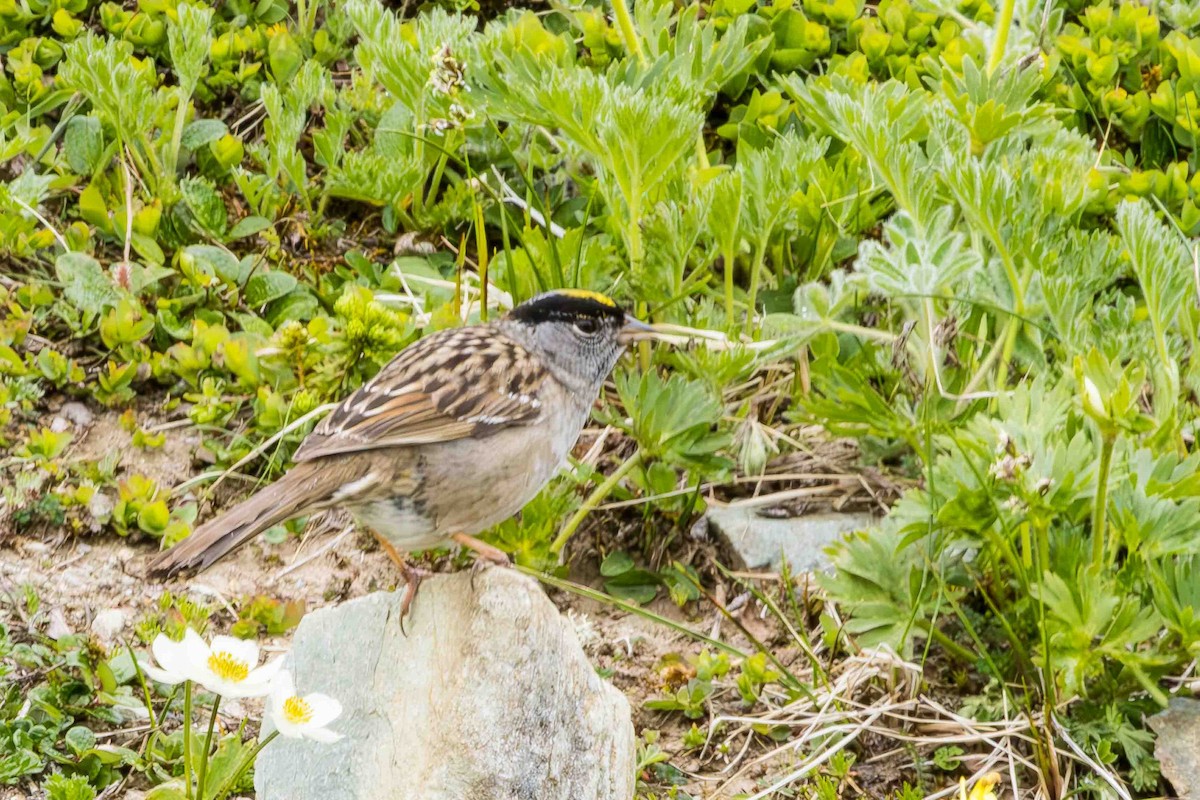Golden-crowned Sparrow - ML620689081
