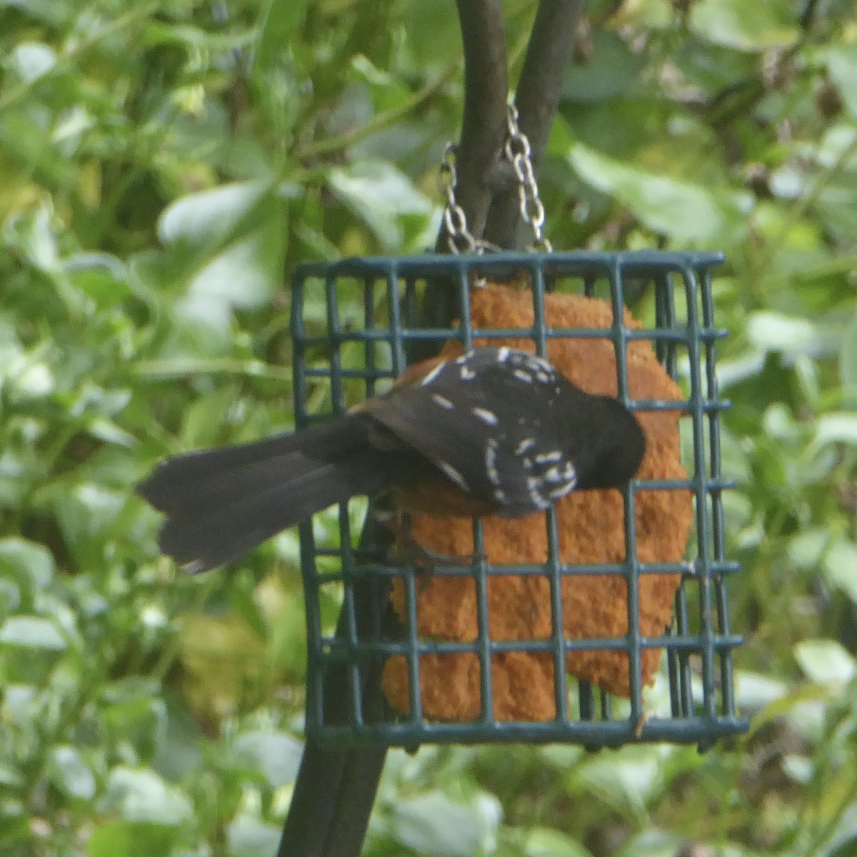 Spotted Towhee (oregonus Group) - ML620689082