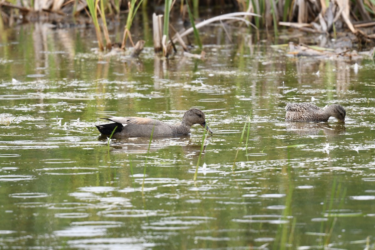 Gadwall - ML620689084