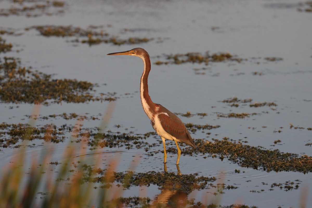 Tricolored Heron - ML620689090