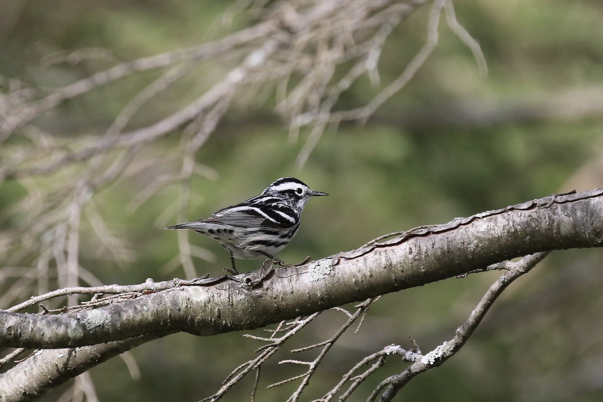 Paruline noir et blanc - ML620689091