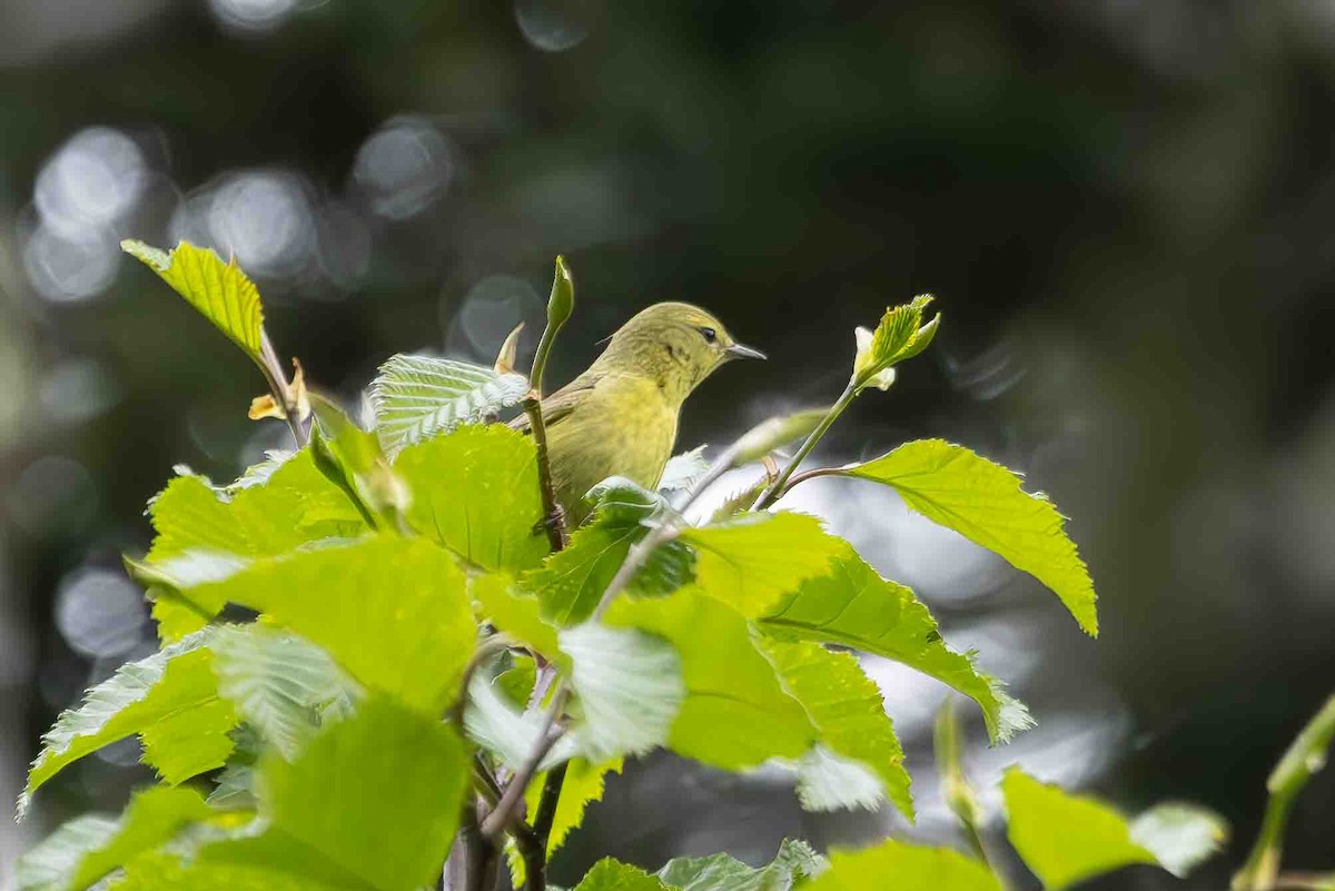 Orange-crowned Warbler - ML620689092