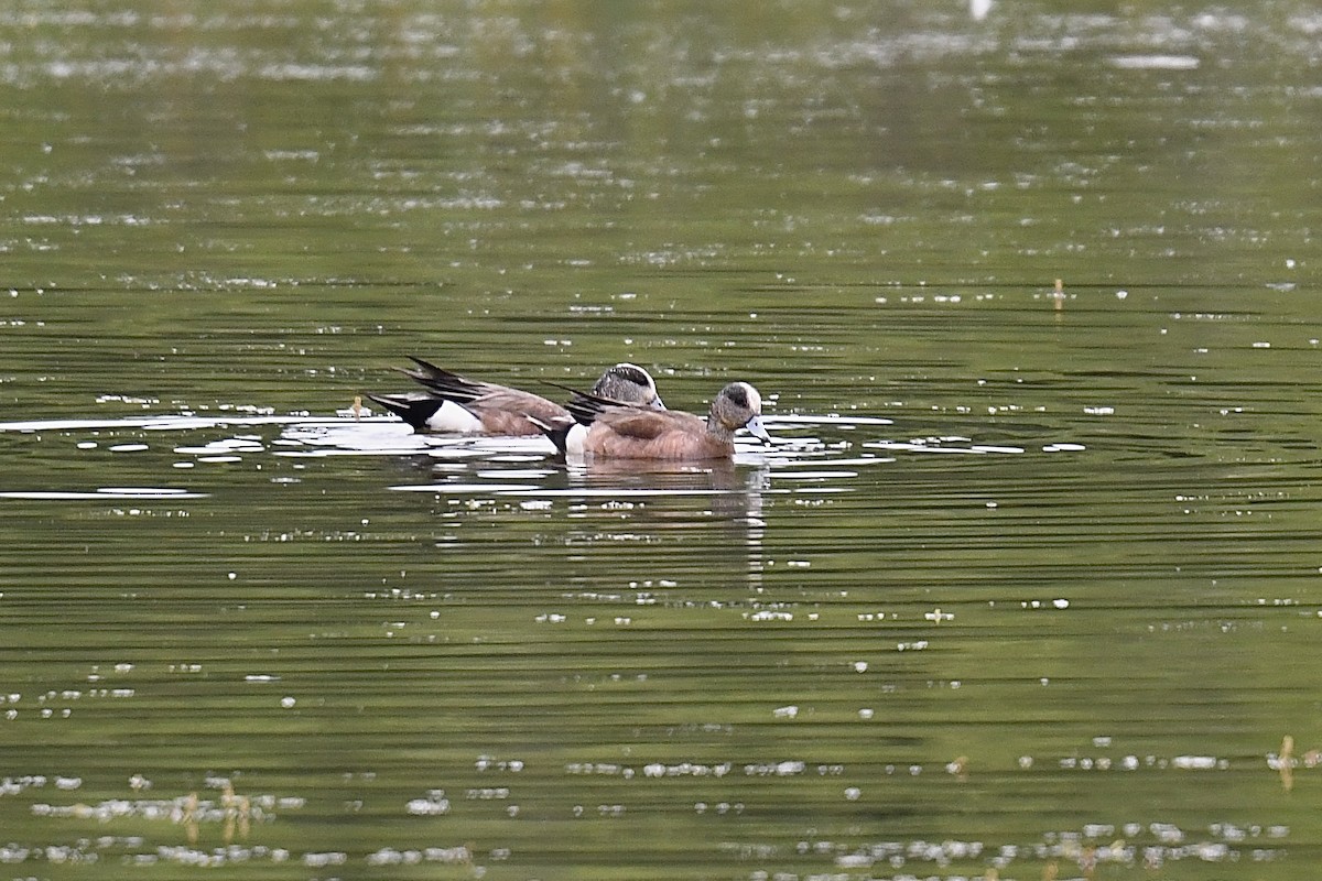 American Wigeon - ML620689093