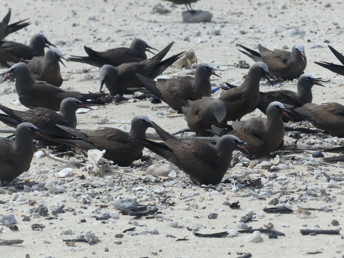 Brown Noddy - ML620689096