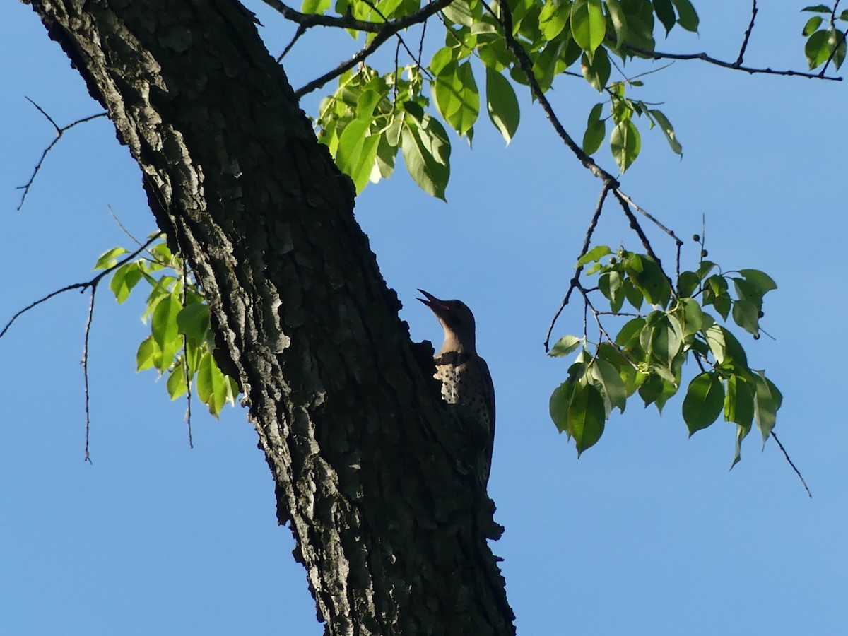 Northern Flicker - ML620689097