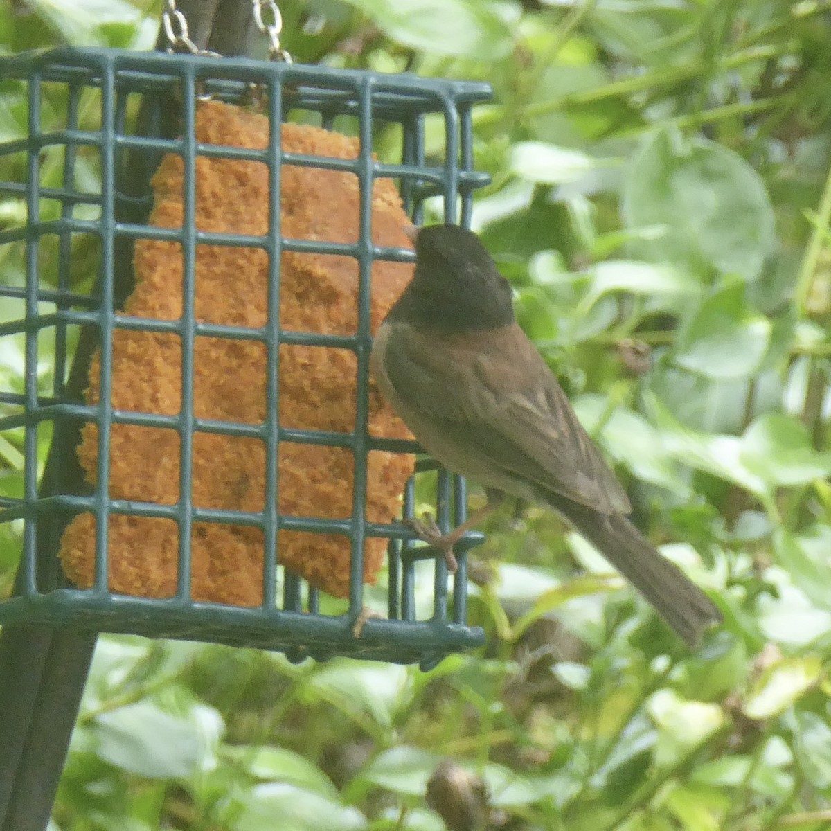 Dark-eyed Junco (Oregon) - ML620689098