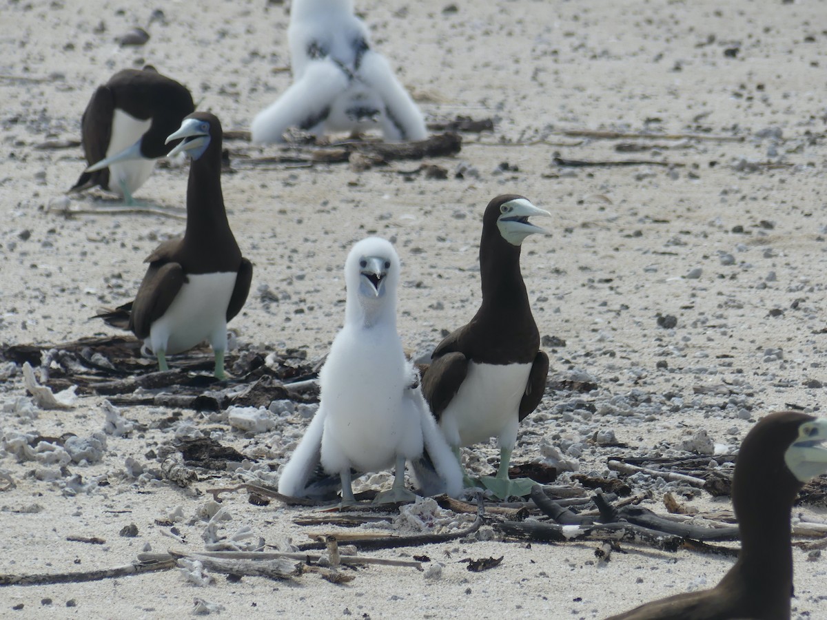 Brown Booby - ML620689102