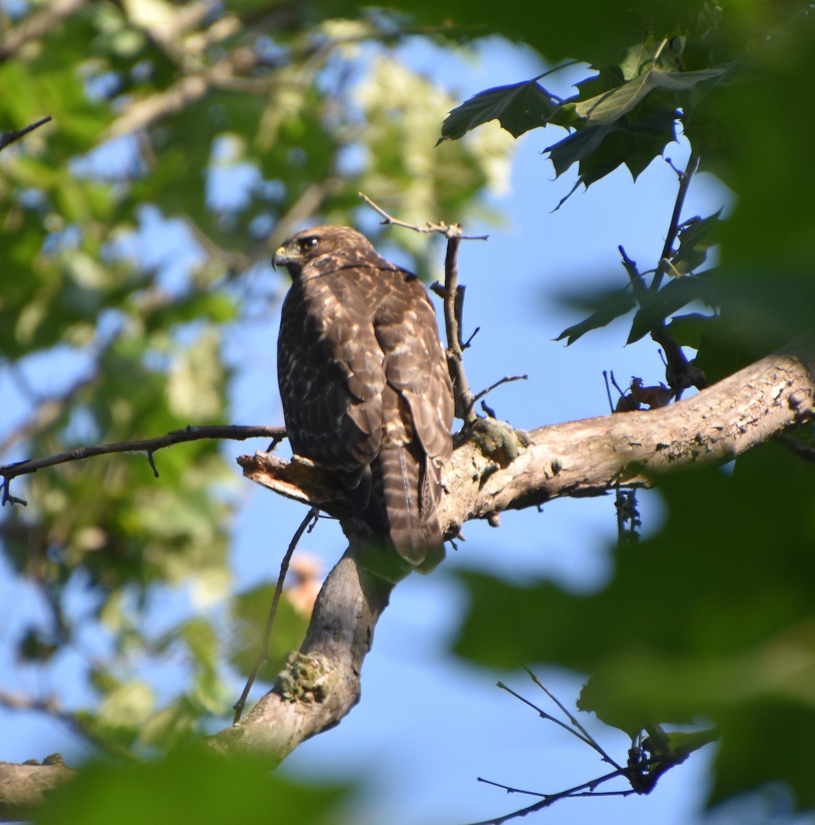 Red-shouldered Hawk - Brad Jackson