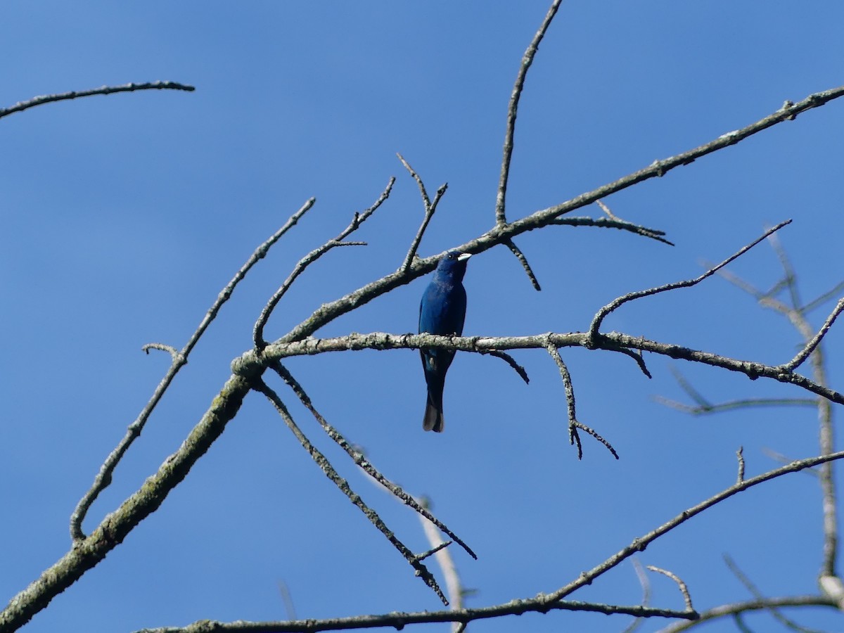 Passerin indigo - ML620689105