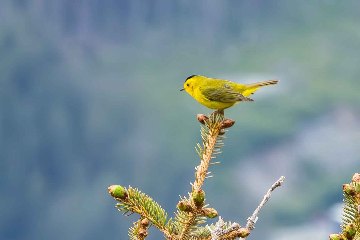 Wilson's Warbler - ML620689106