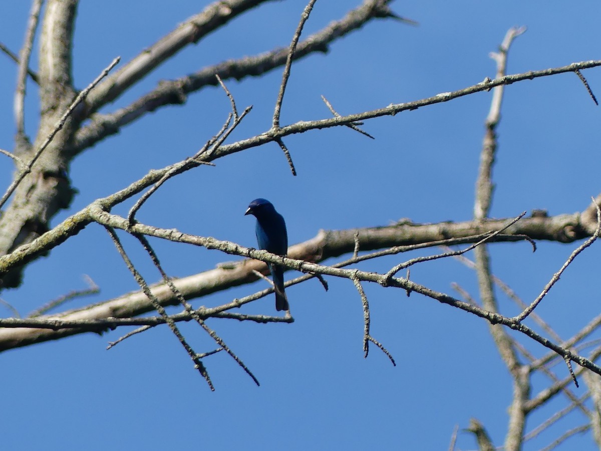 Indigo Bunting - ML620689107