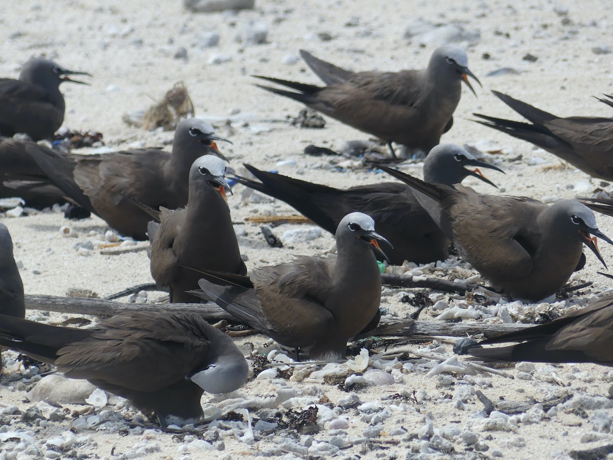 Brown Noddy - ML620689110