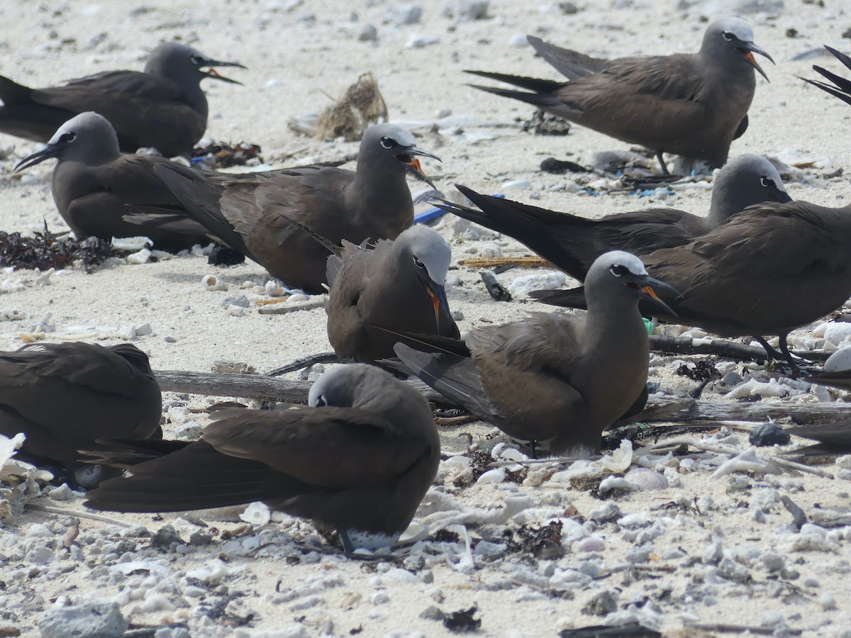 Brown Noddy - ML620689111