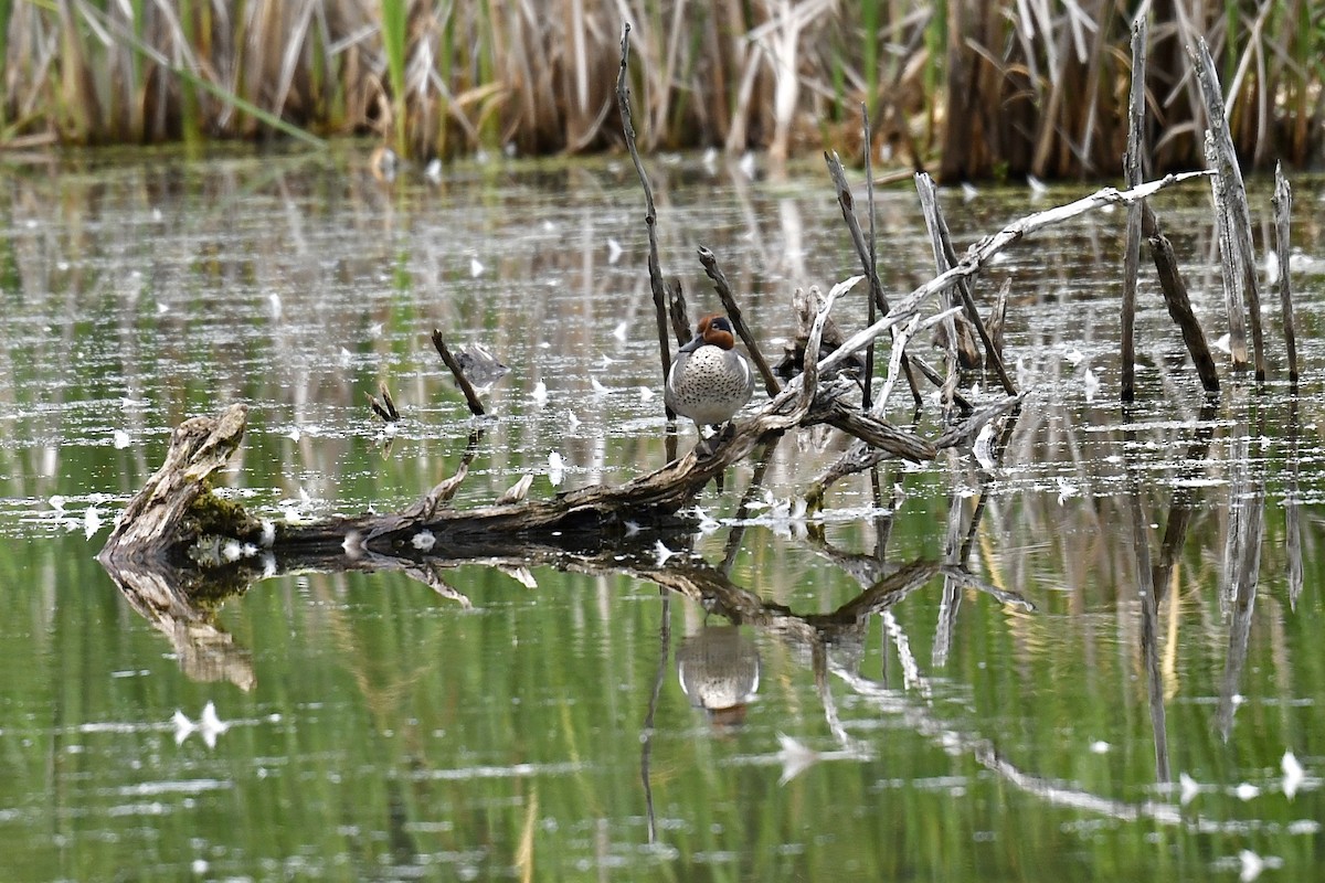 Green-winged Teal - ML620689112