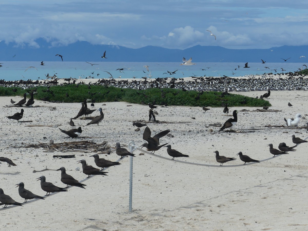 Brown Noddy - ML620689116