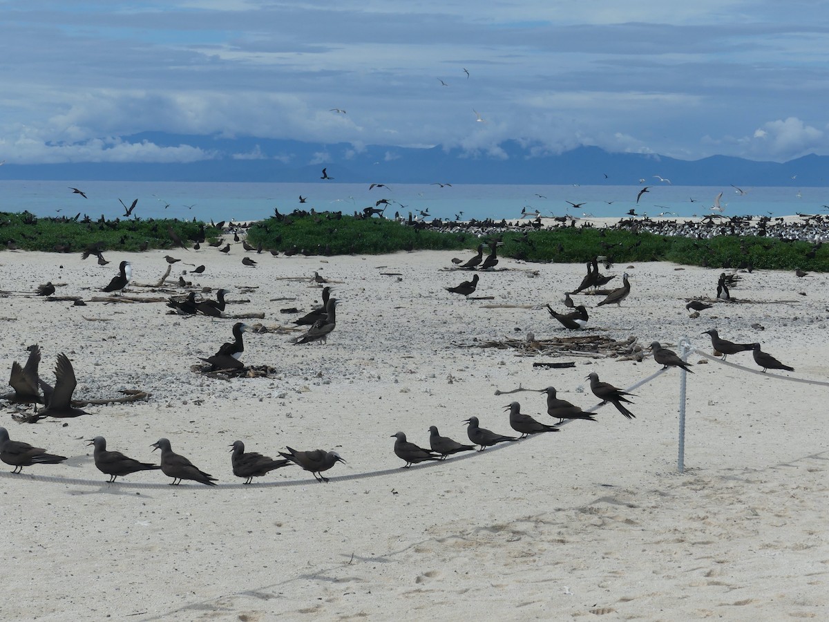 Brown Booby - ML620689117