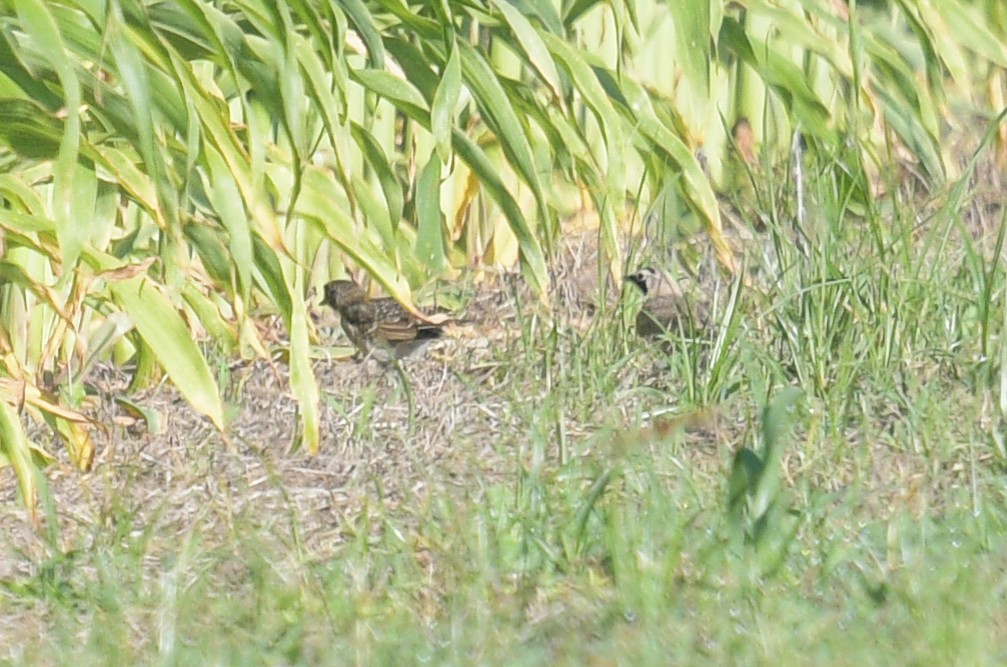 Horned Lark - ML620689118