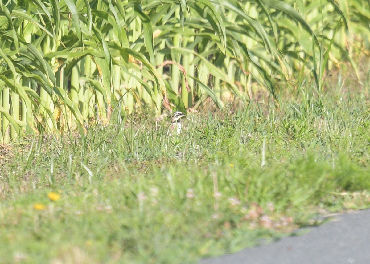 Horned Lark - ML620689119