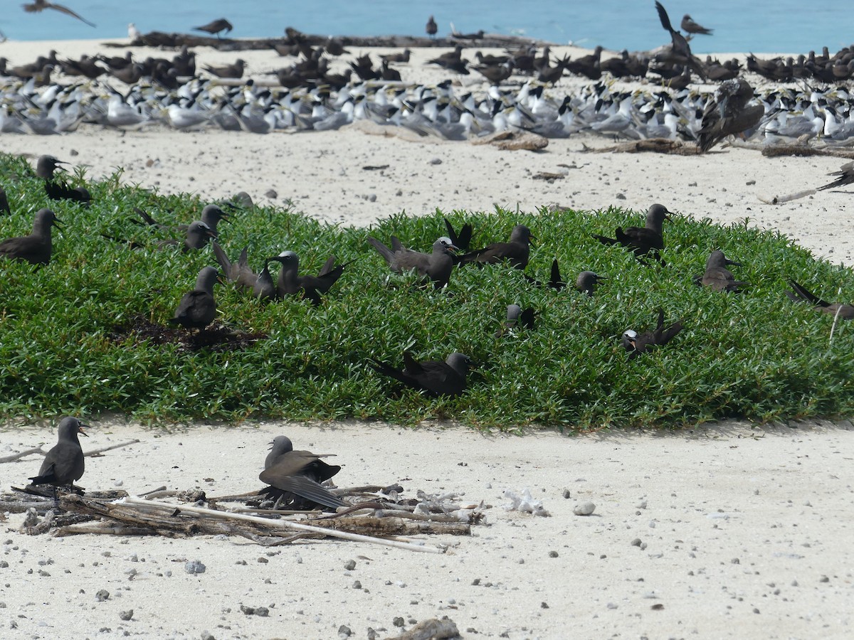 Brown Noddy - ML620689120