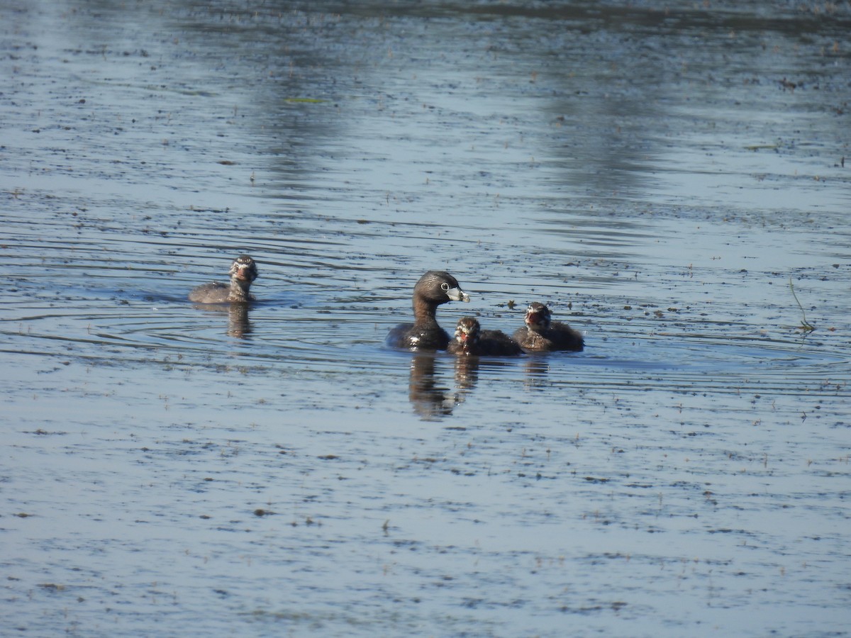 Pied-billed Grebe - ML620689125