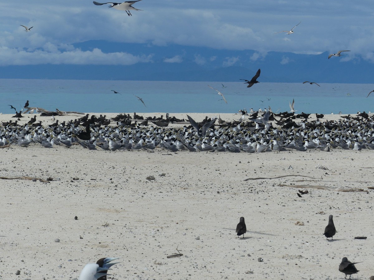 Great Crested Tern - ML620689126