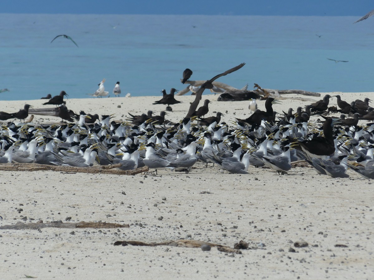 Great Crested Tern - ML620689127