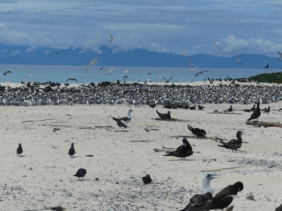 Great Crested Tern - ML620689128