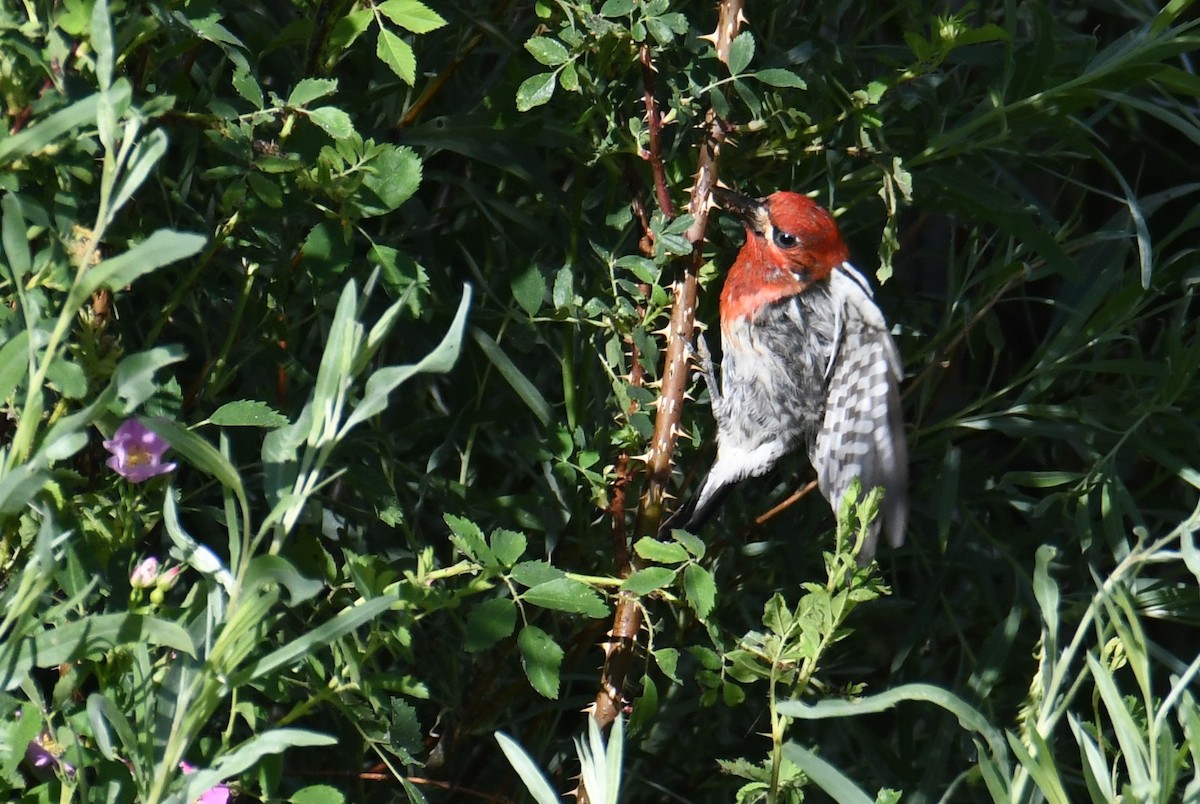 Red-breasted Sapsucker - ML620689129