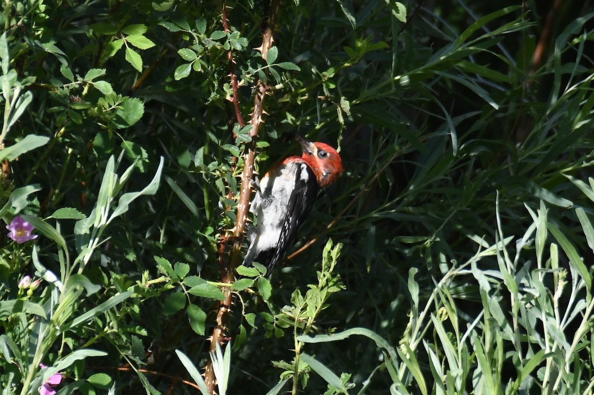 Red-breasted Sapsucker - ML620689130