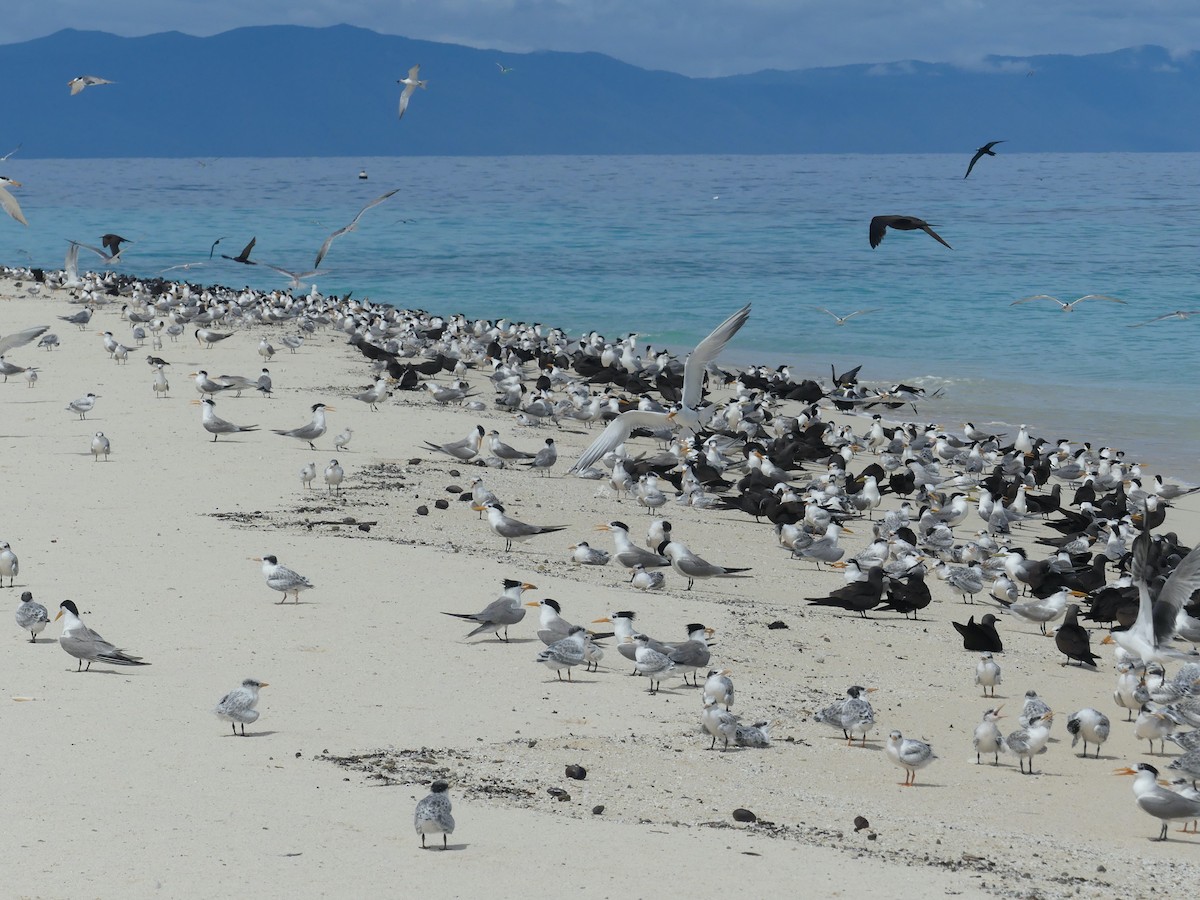 Lesser Crested Tern - ML620689137