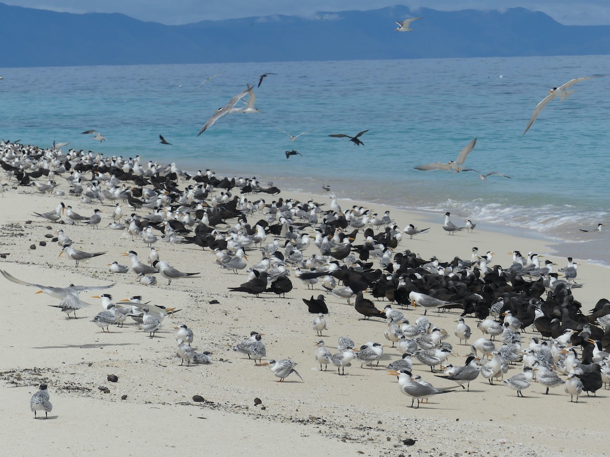 Lesser Crested Tern - ML620689138